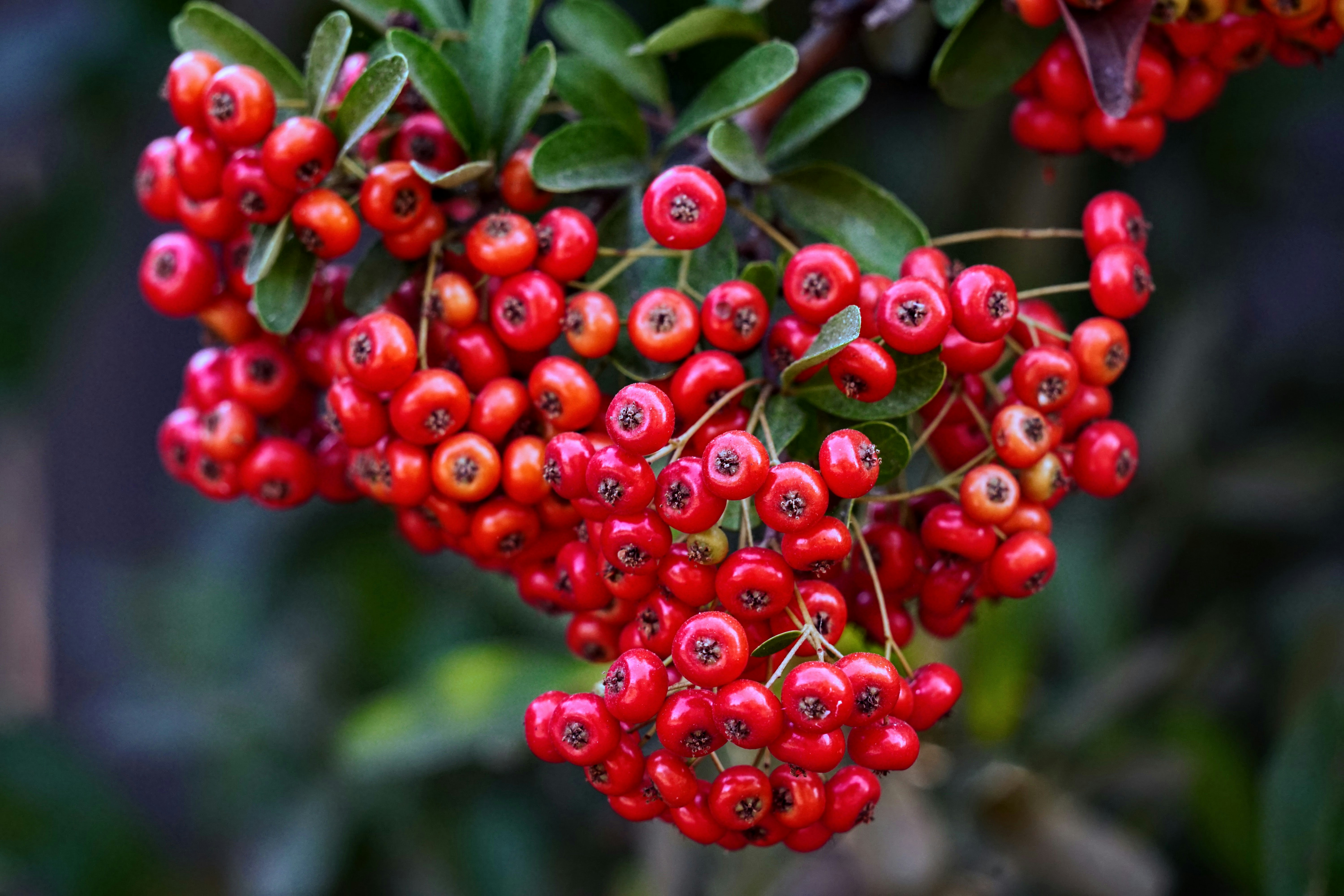 red round fruits in tilt shift lens