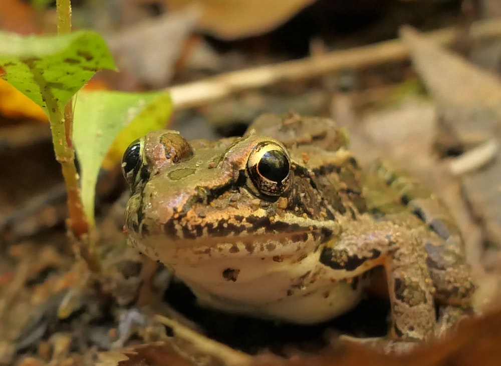 a close up of a frog on the ground