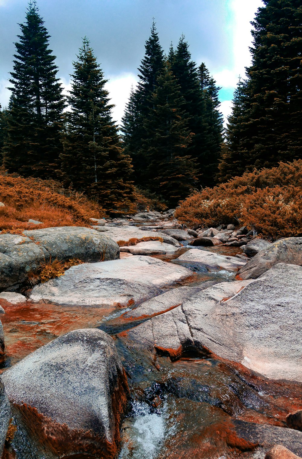 brown and green trees near river during daytime