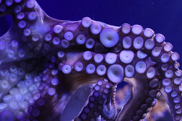The tentacles of an octopus in purple lighting 