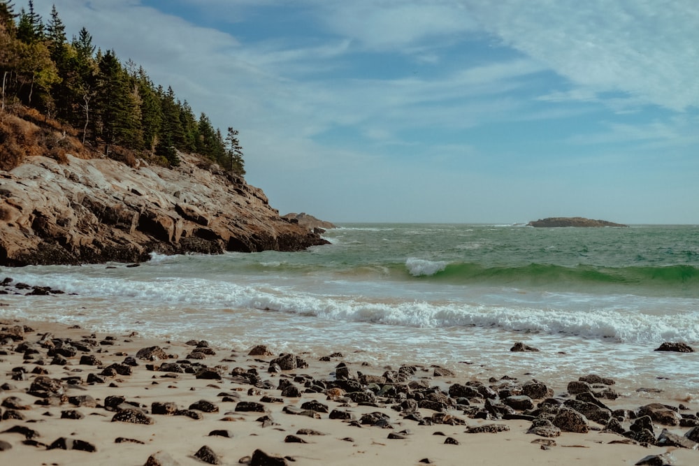 green trees on brown sand beach during daytime