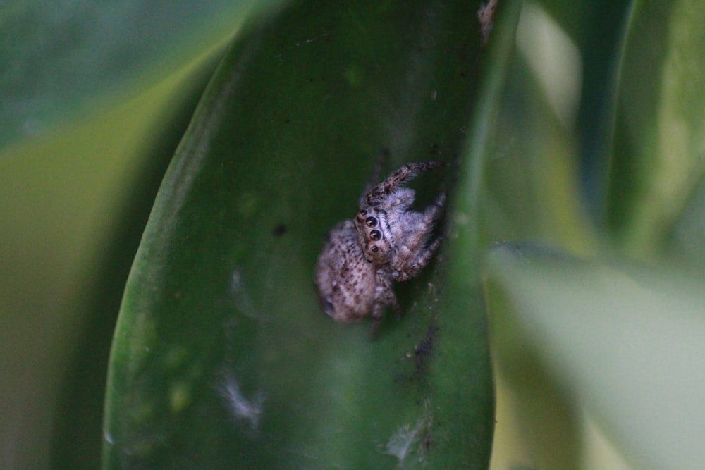 brown and black insect on green leaf