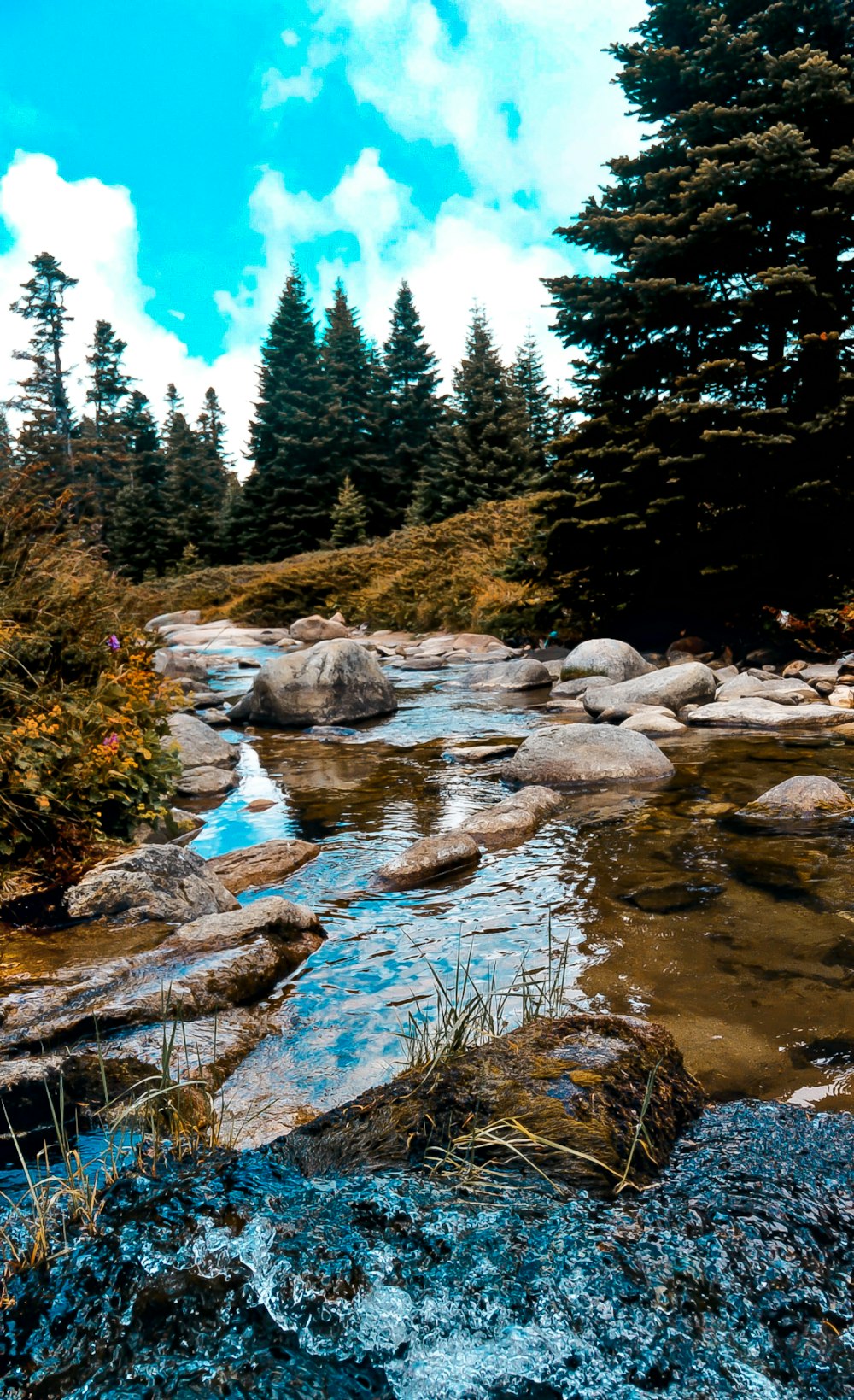 pini verdi accanto al fiume sotto il cielo blu durante il giorno