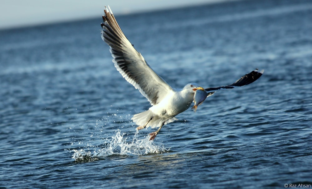 white and black bird flying over the sea during daytime