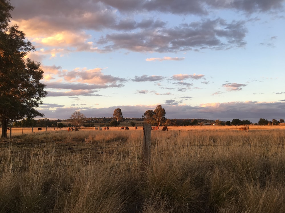 brown grass field under cloudy sky during daytime