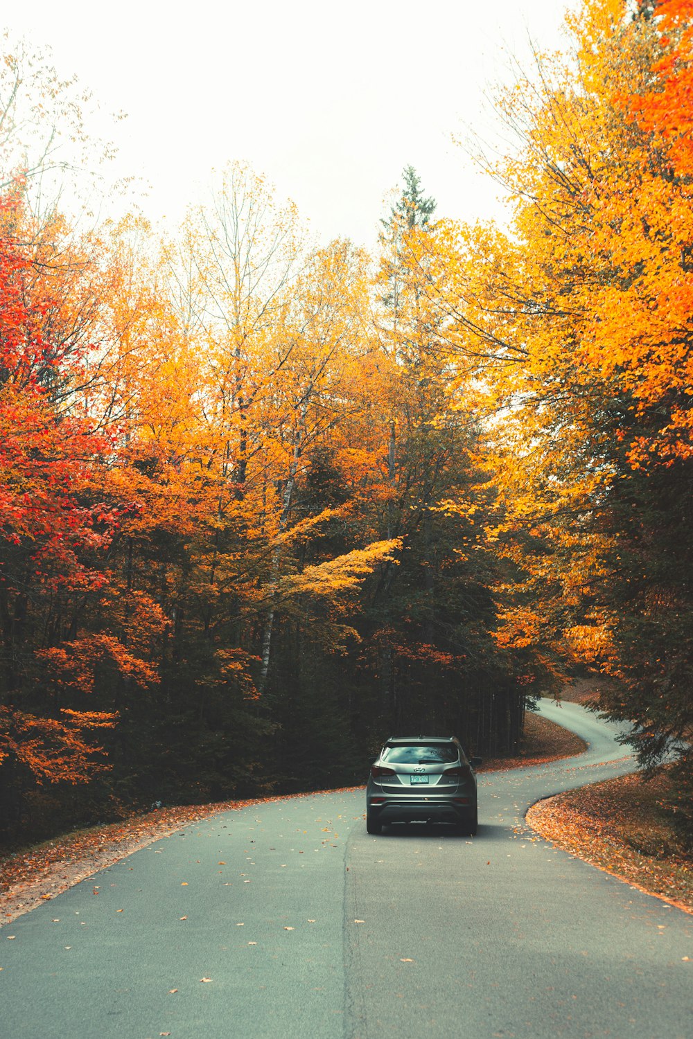 black car on road surrounded by trees during daytime