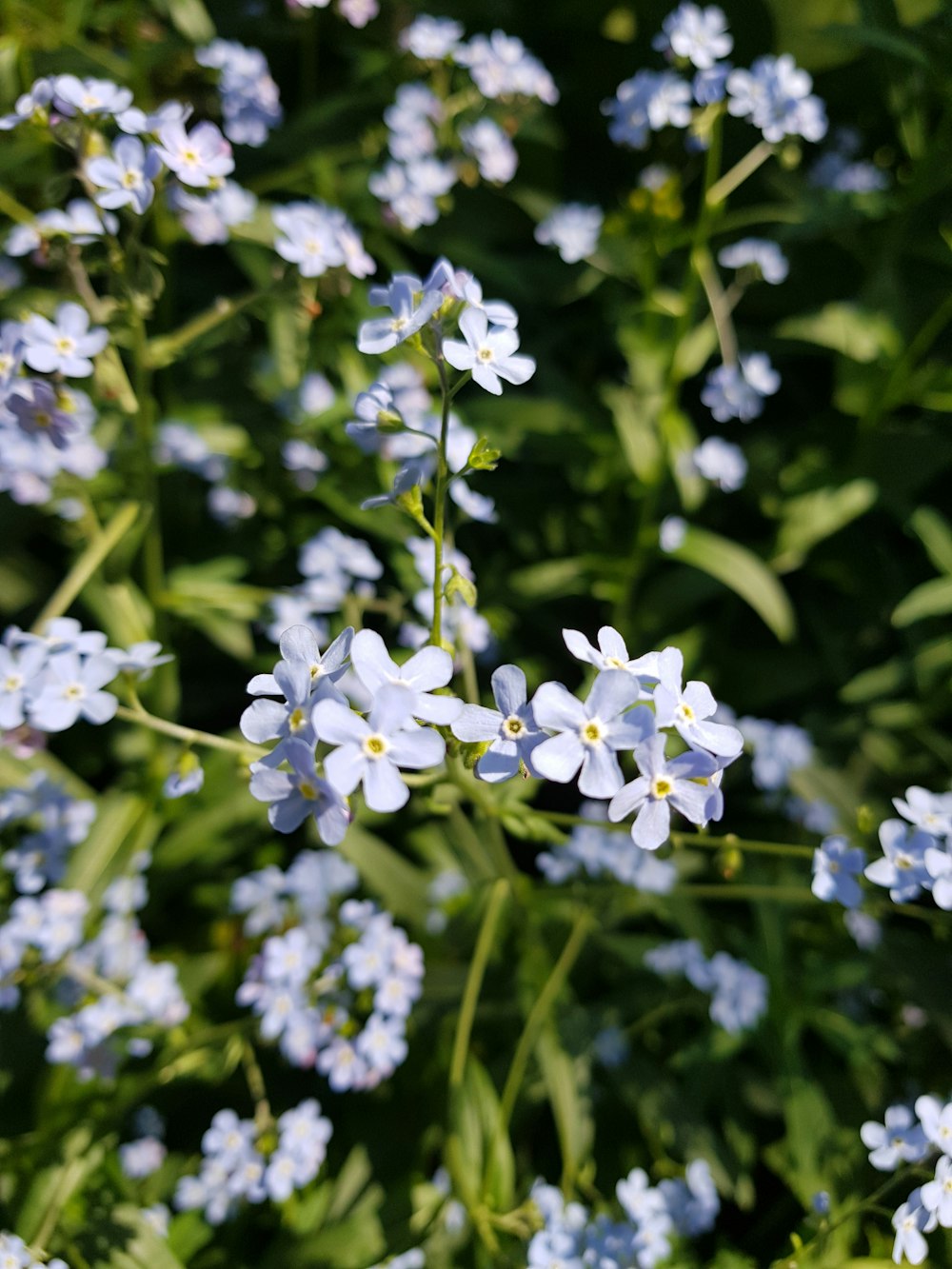 white flowers with green leaves