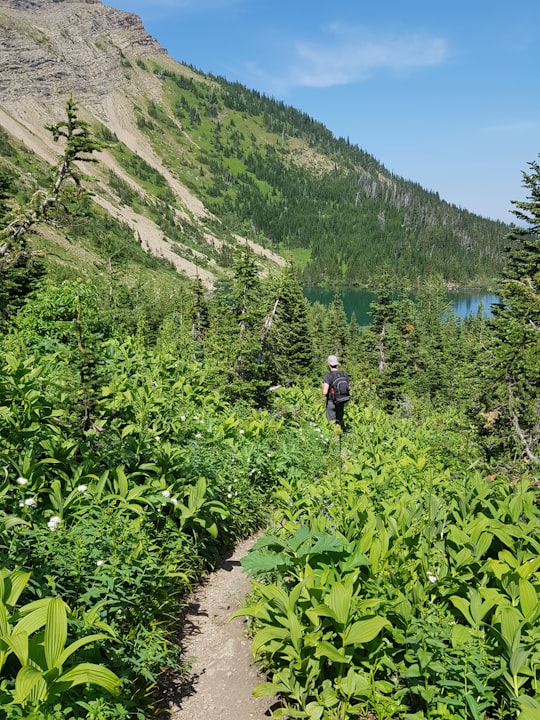 person in black jacket walking on pathway between green plants during daytime in Alberta Canada