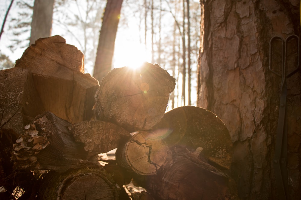 brown tree log in forest during daytime