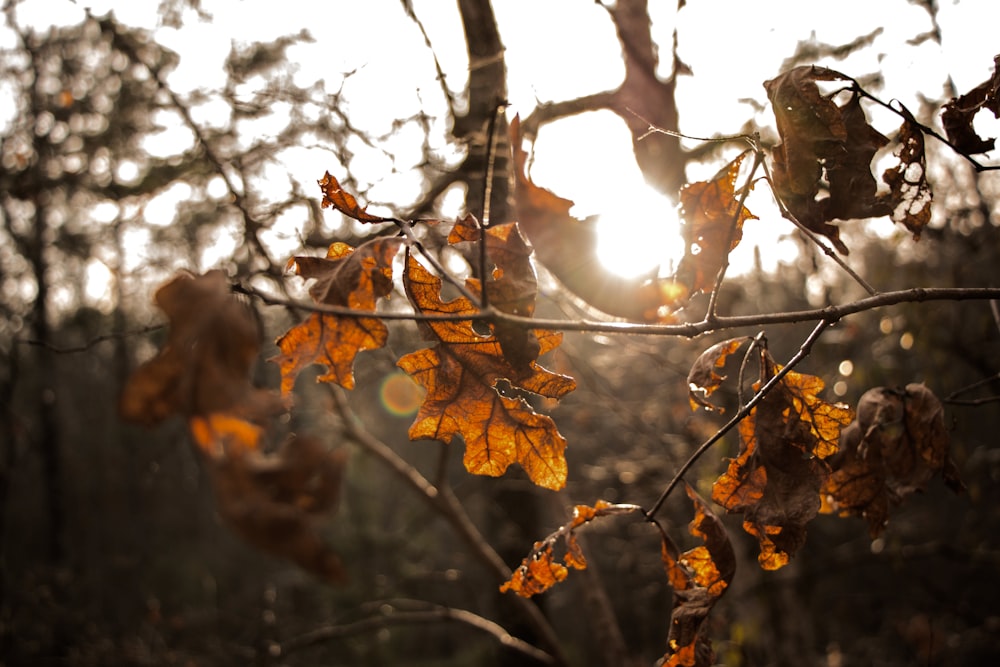 brown leaves on brown tree branch