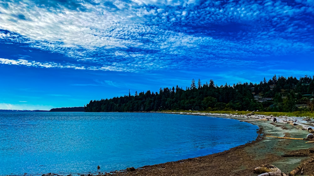 green trees beside body of water under blue sky during daytime