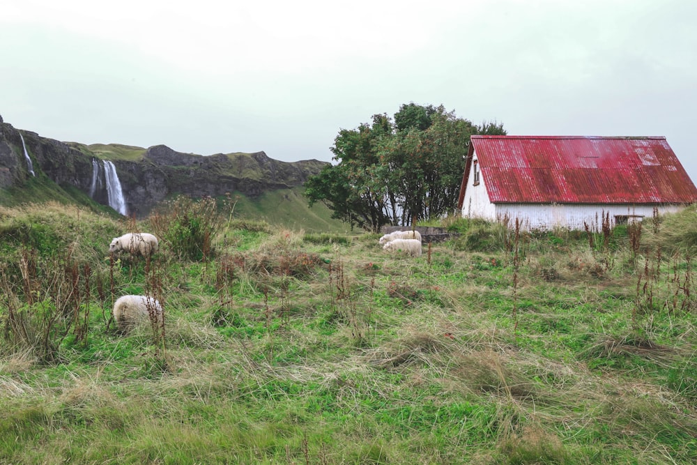 white sheep on green grass field near red and white barn house during daytime