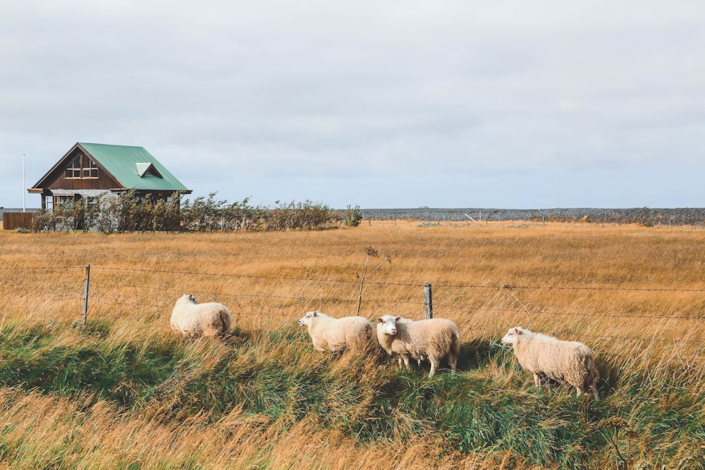 herd of sheep on green grass field during daytime