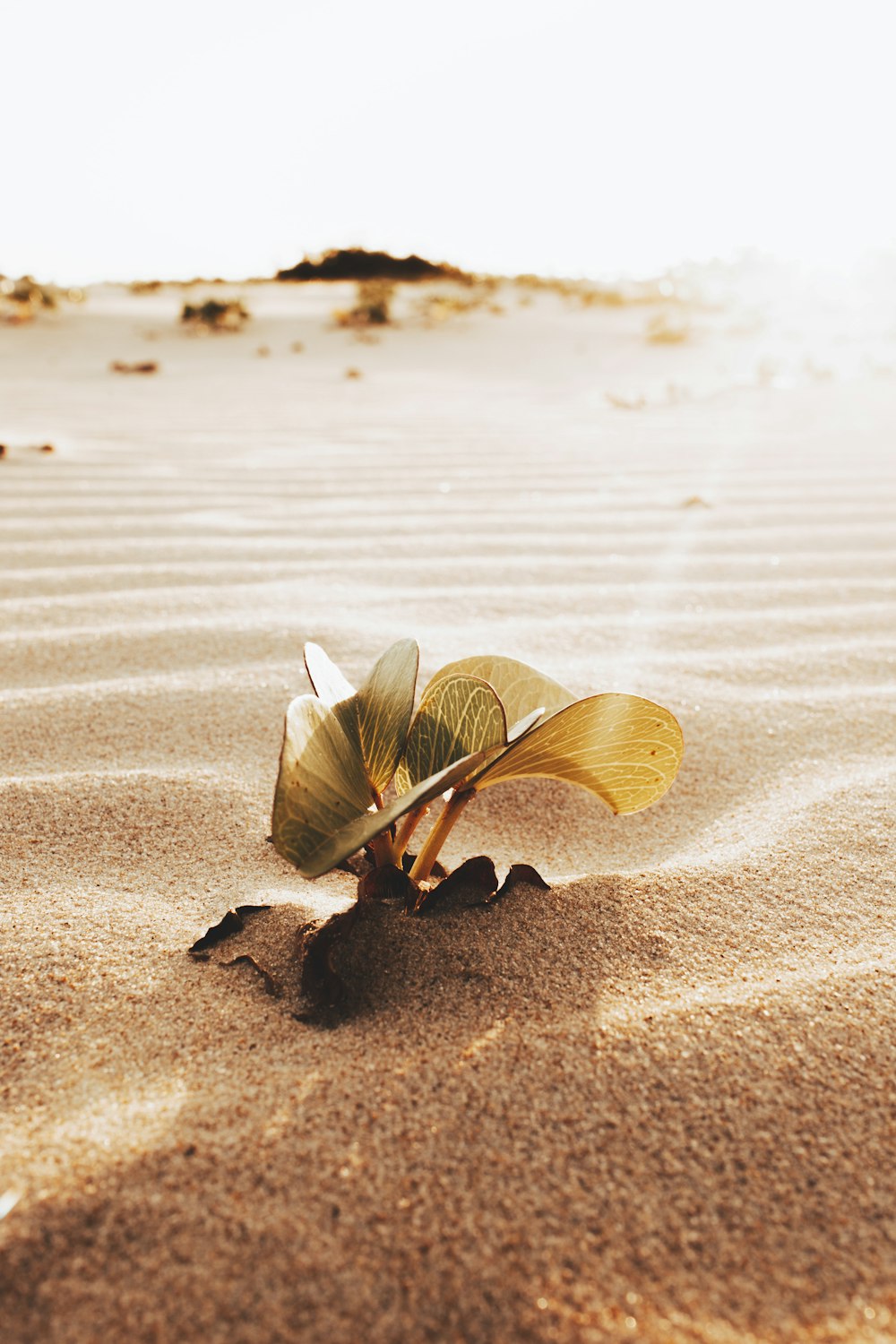 日中の茶色の砂浜の茶色と白の蝶