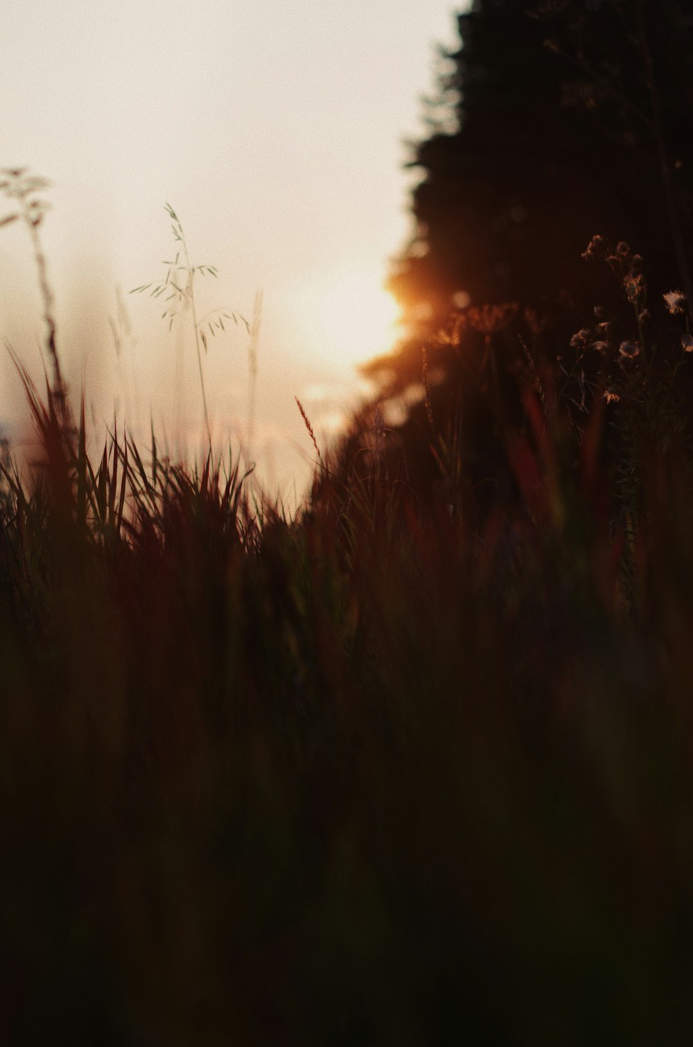 green grass field during sunset