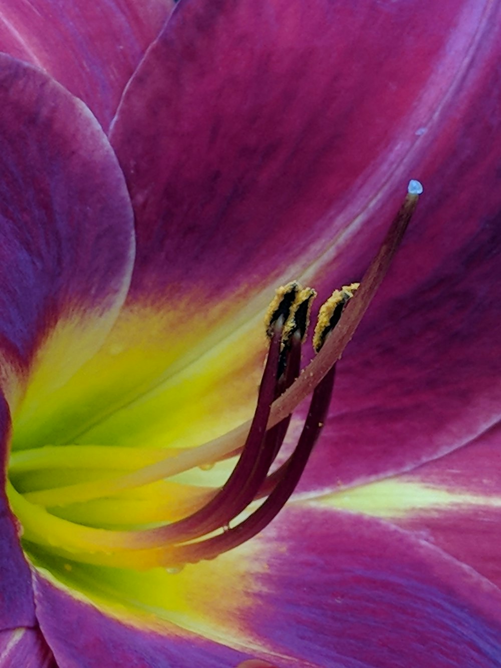 pink and yellow flower in bloom