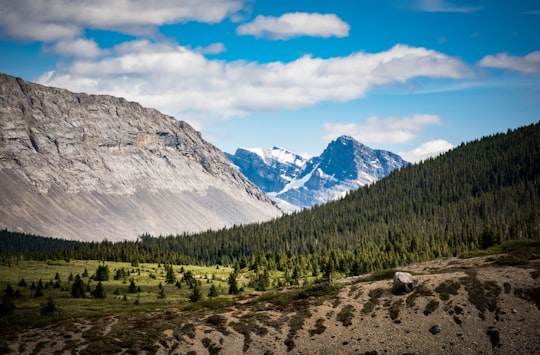 green trees near mountain under blue sky during daytime in Athabasca Canada