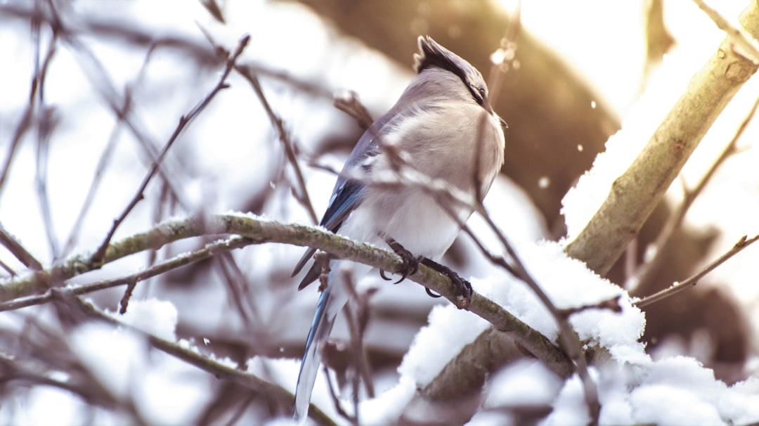 Wildlife photo spot Toronto Islands Scarborough