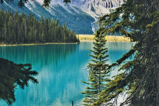 green pine trees near lake during daytime in Lake Louise Canada