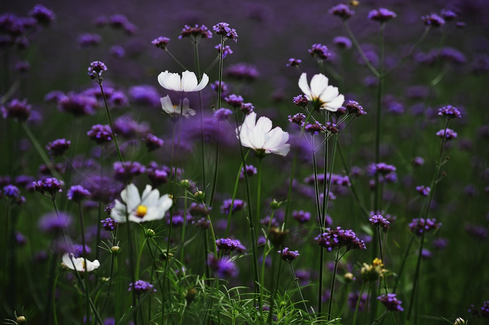 white flowers with green leaves