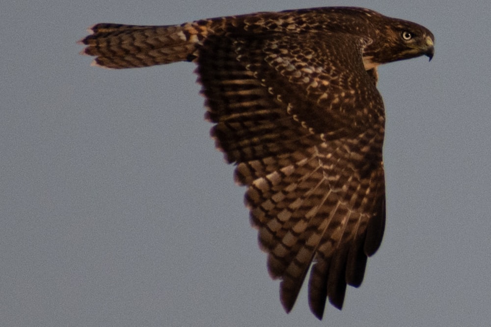 brown and black bird flying during daytime