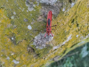 A bright red insect with black markings on its back is perched on a tree bark surface that is covered in patches of green moss and lichen.
