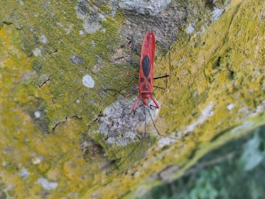 A bright red insect with black markings on its back is perched on a tree bark surface that is covered in patches of green moss and lichen.