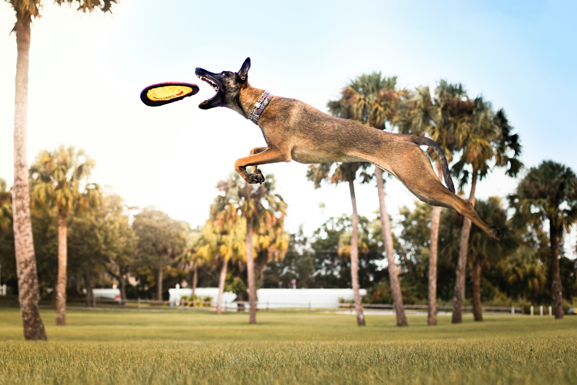 A dog catching frisbee mid-air.