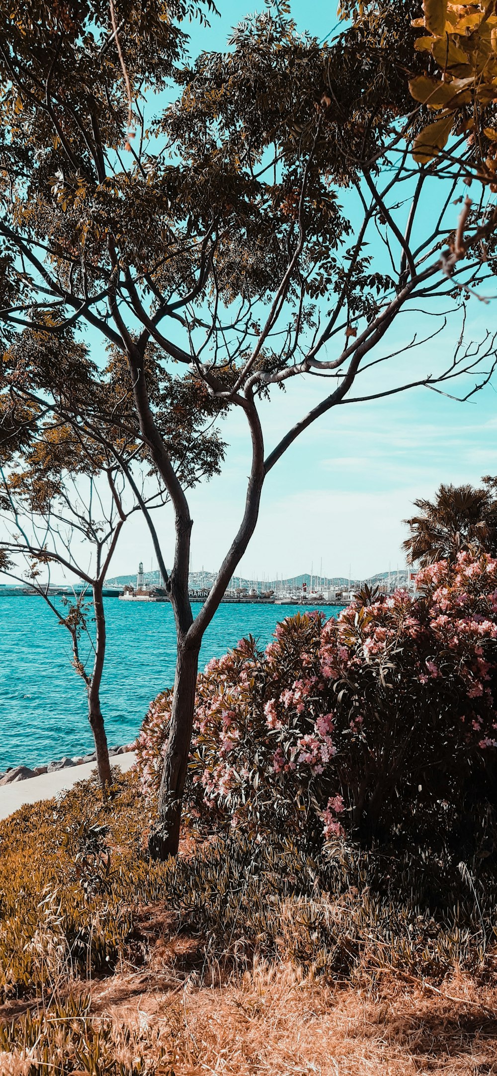 pink flowers near body of water during daytime