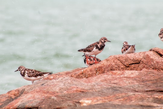 white and brown bird on brown rock in Bhatkal India