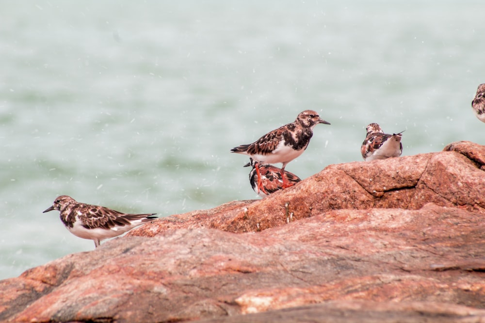 white and brown bird on brown rock