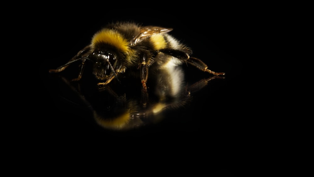 black and yellow bee in black background