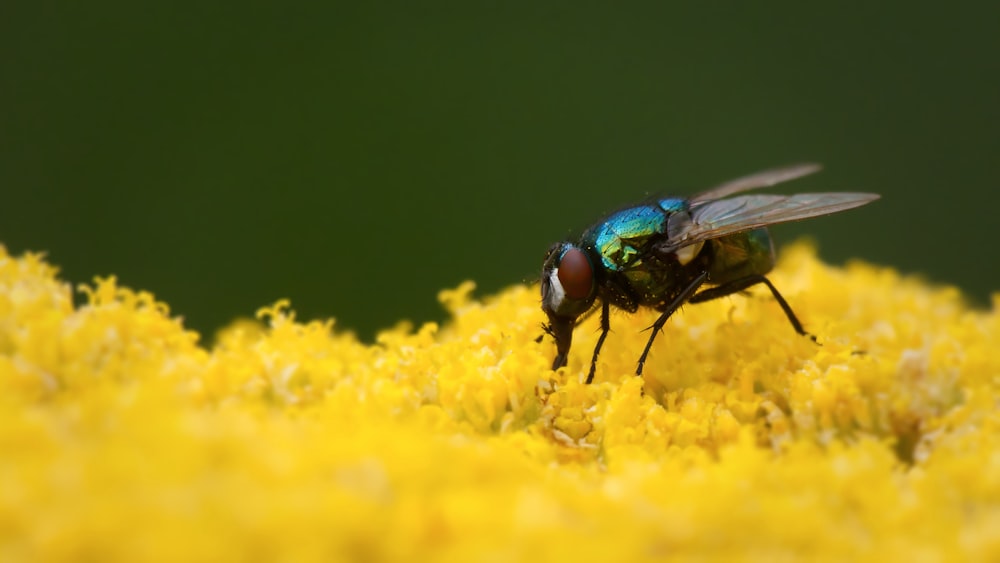 green and black fly perched on yellow flower