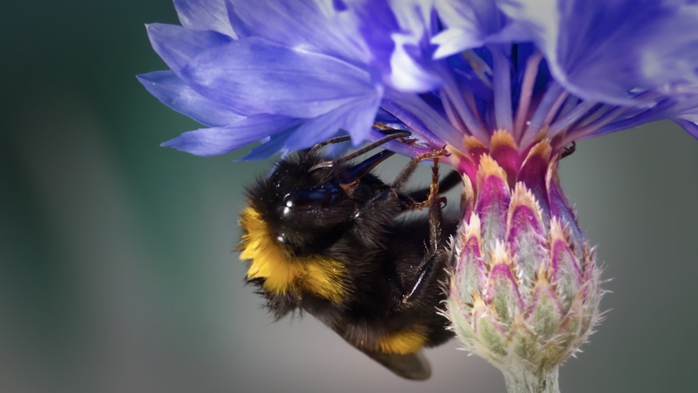 black and yellow bee on purple flower