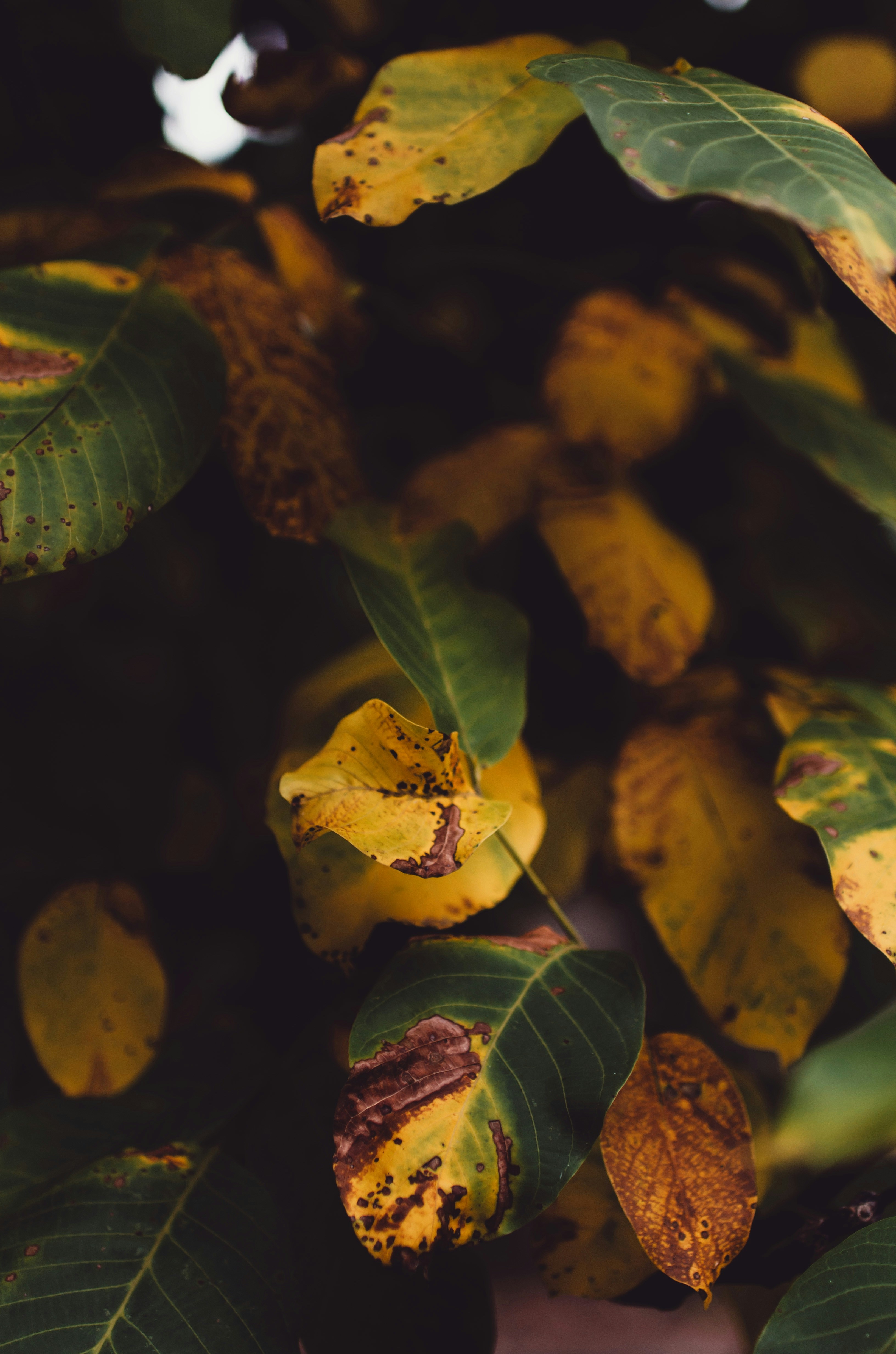 Photo by gamanalice3012