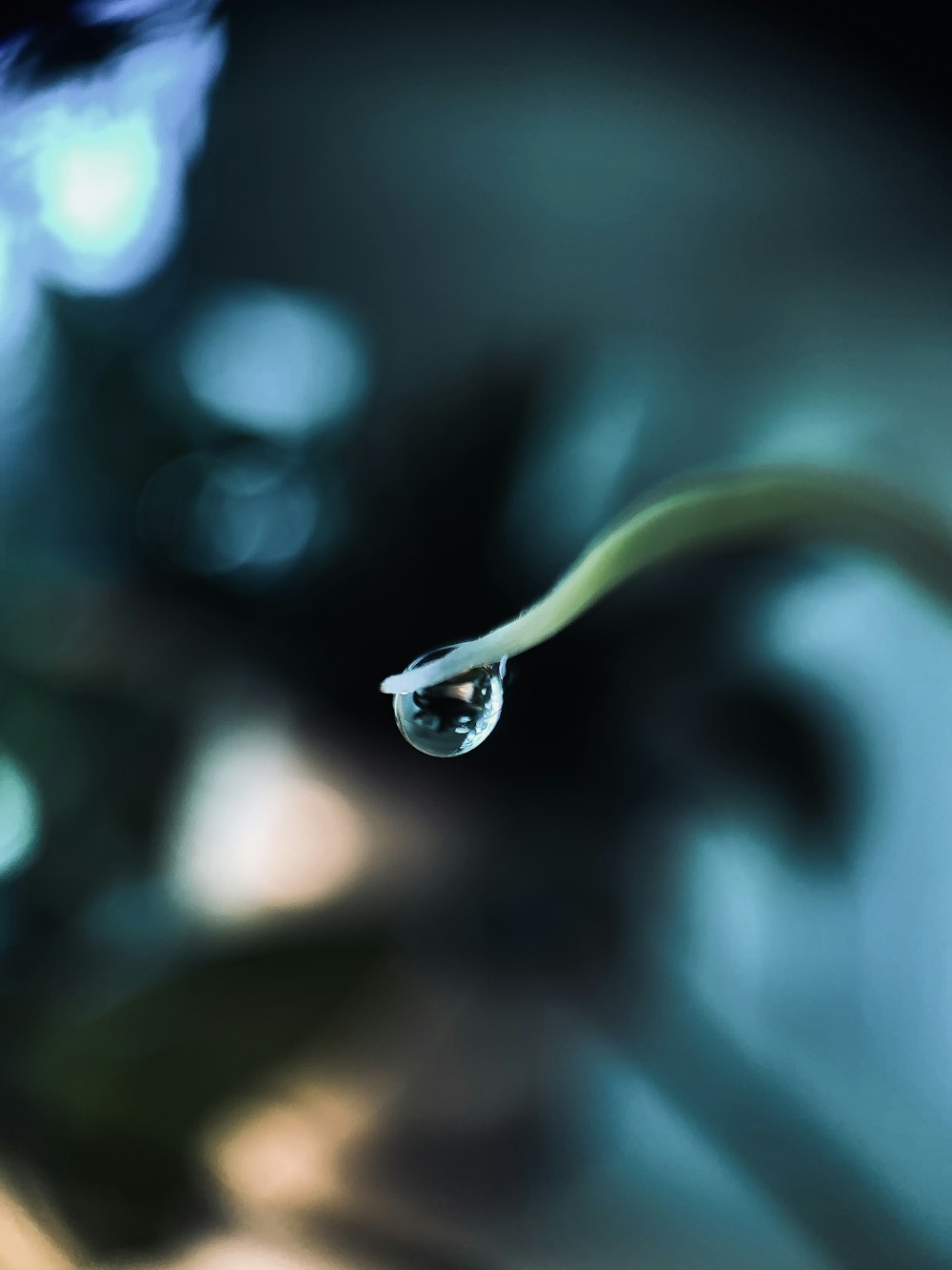 green and white snake in tilt shift lens