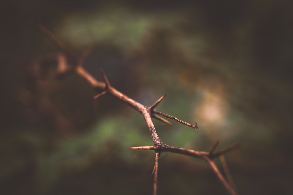 brown tree branch in tilt shift lens