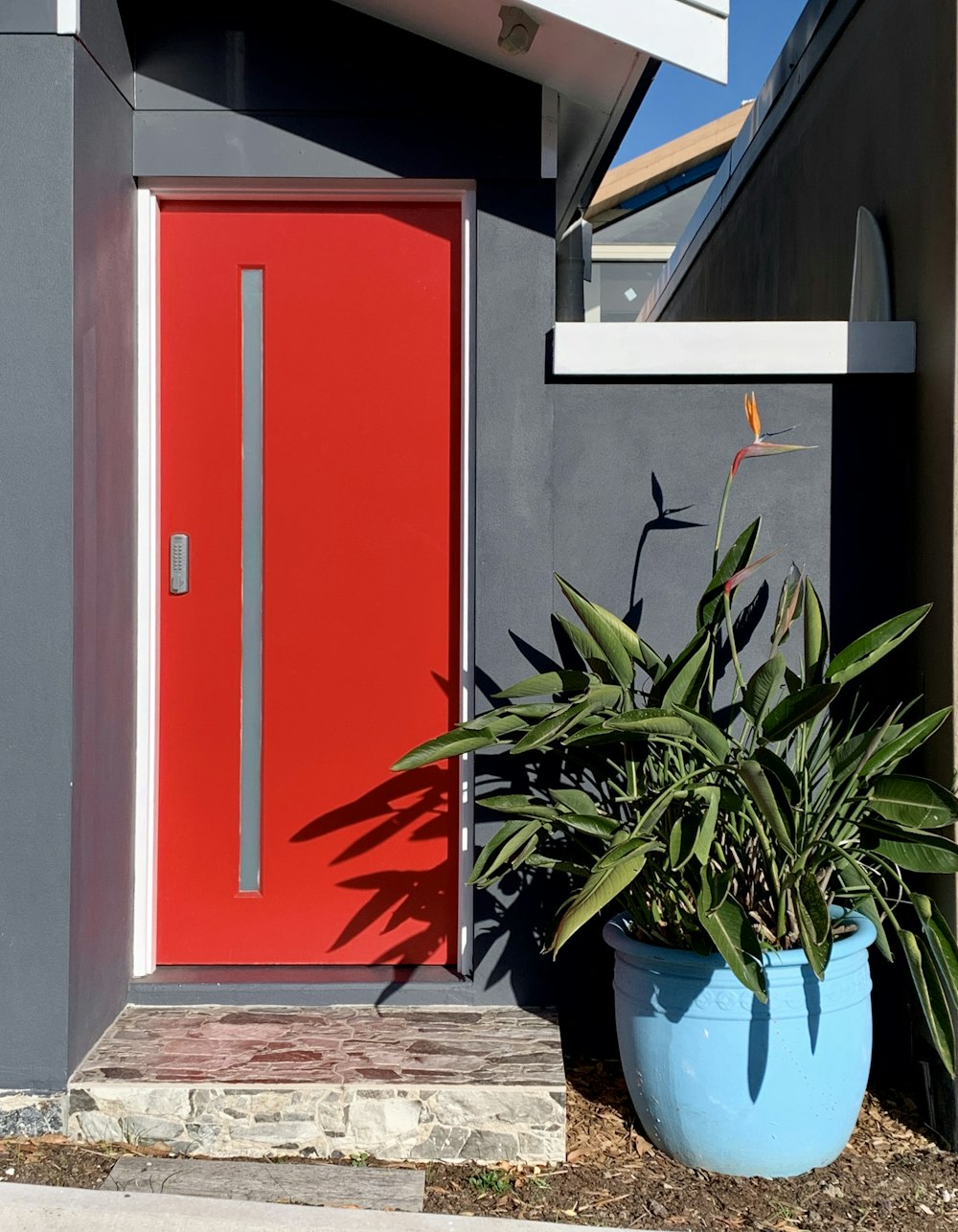 green plant in blue pot beside red wooden door