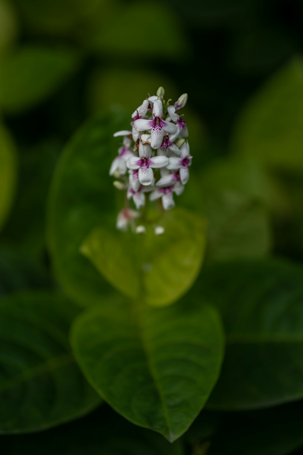 white and purple flower in macro shot