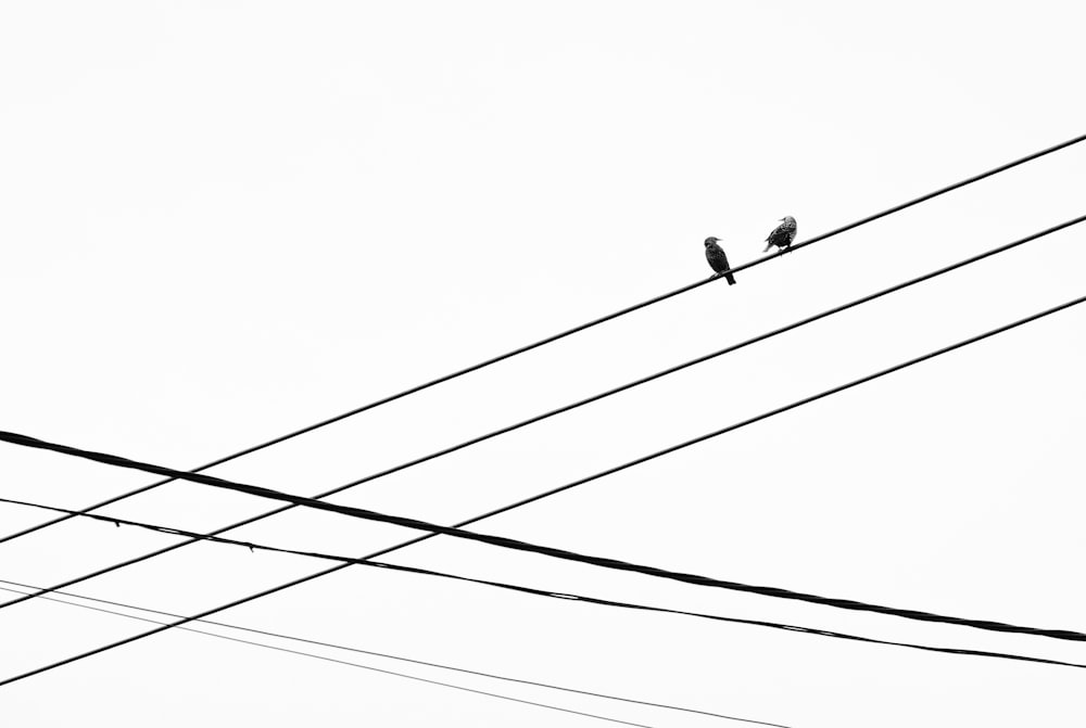 birds on electric wire during daytime