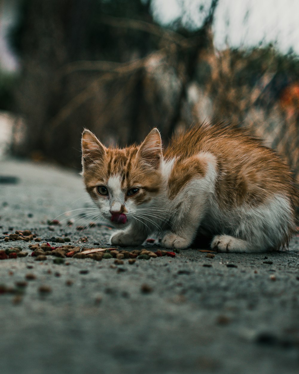 orange and white cat on gray concrete road during daytime