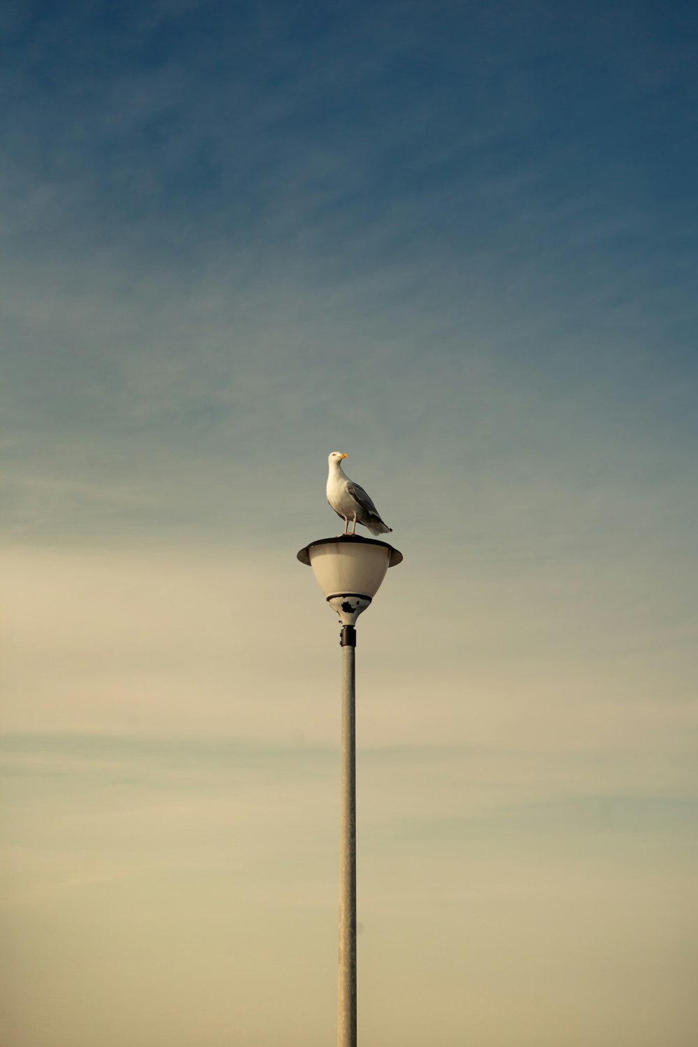white bird on black lamp post under gray sky