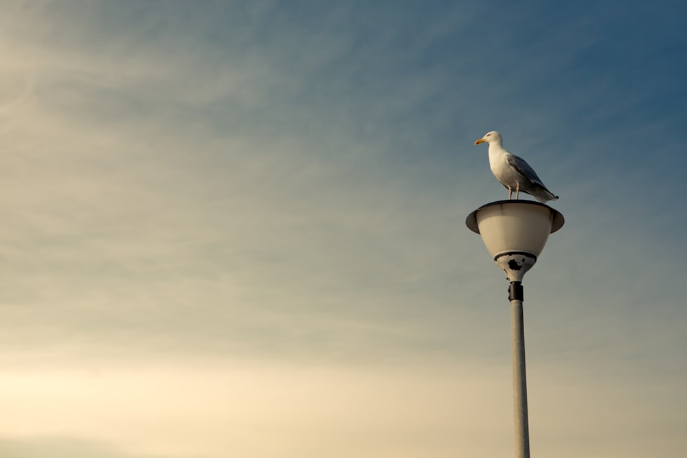 white bird on black lamp post under gray sky