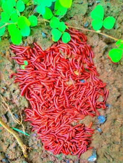 A large cluster of red millipedes is situated on damp soil, surrounded by vibrant green leaves. The millipedes are densely packed, showcasing their segmented bodies in a tangled pattern.