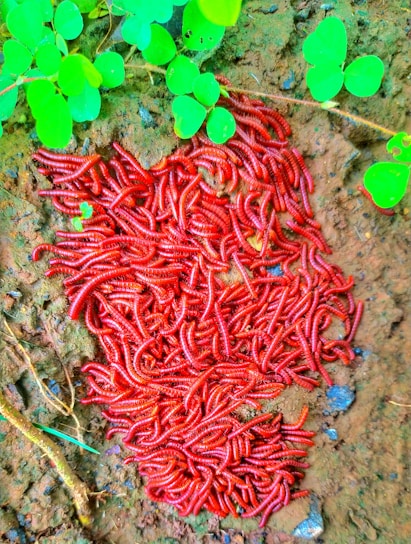 A large cluster of red millipedes is situated on damp soil, surrounded by vibrant green leaves. The millipedes are densely packed, showcasing their segmented bodies in a tangled pattern.