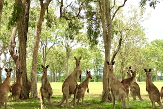 A group of native Australian animals in a lush wildlife park setting.