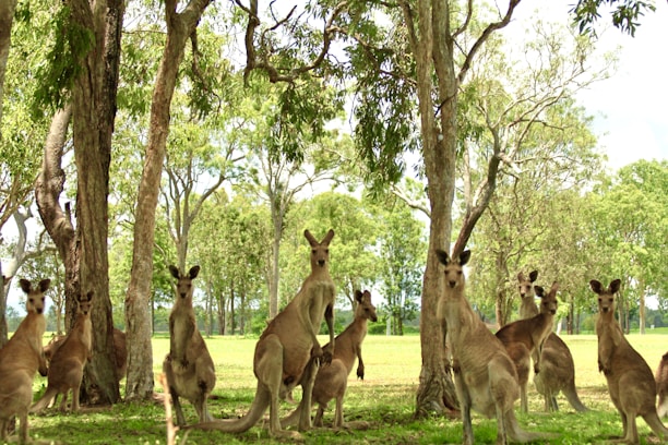 A group of native Australian animals in a lush wildlife park setting.