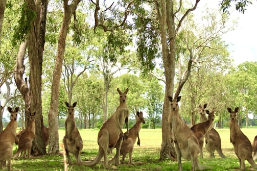 A group of kangaroos is gathered under the shade of tall trees in a grassy park. The surrounding trees are lush with green leaves, and the light filters softly through the branches, creating a peaceful ambiance.