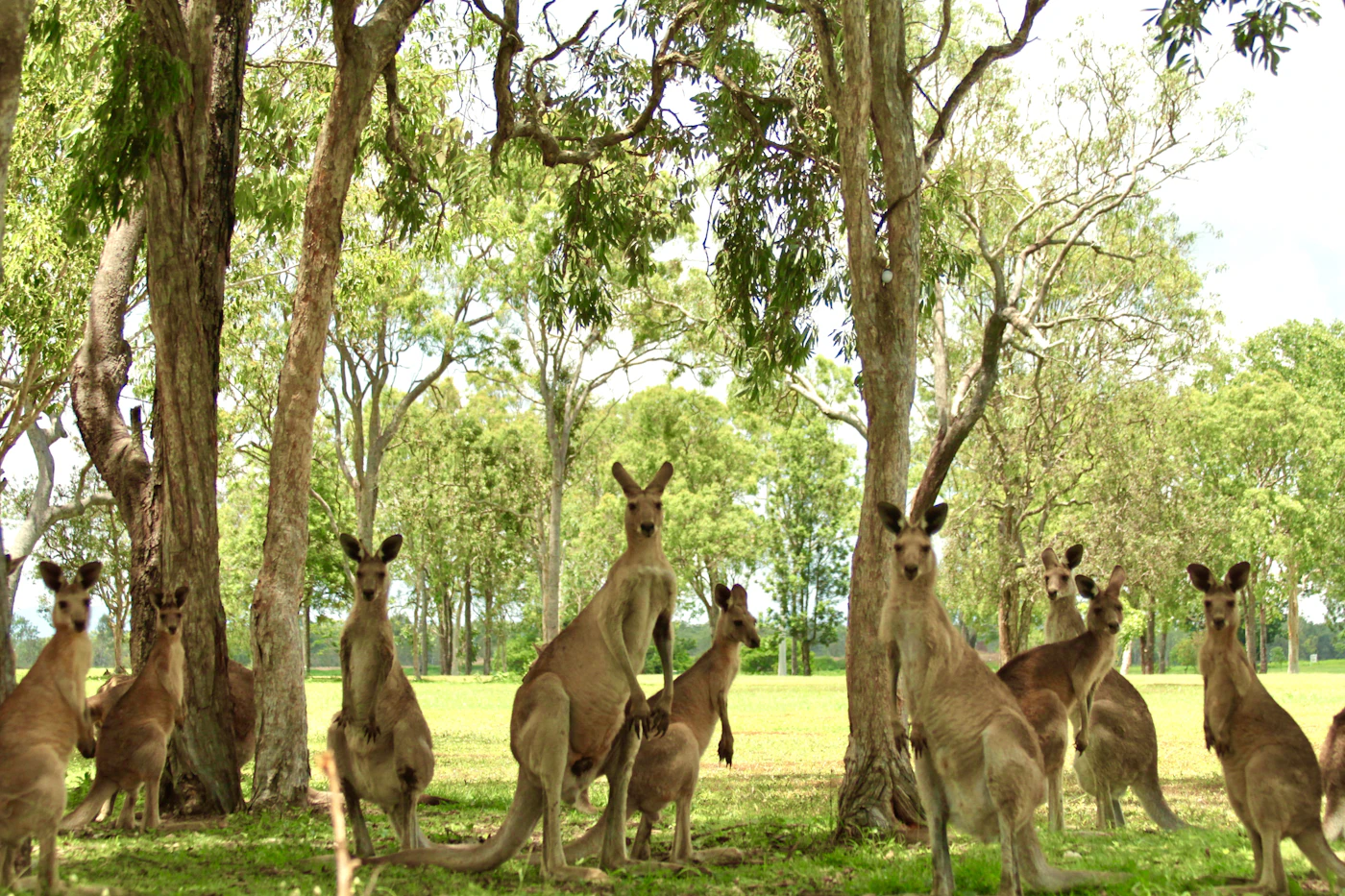 A mob of kangaroos resting under gum trees