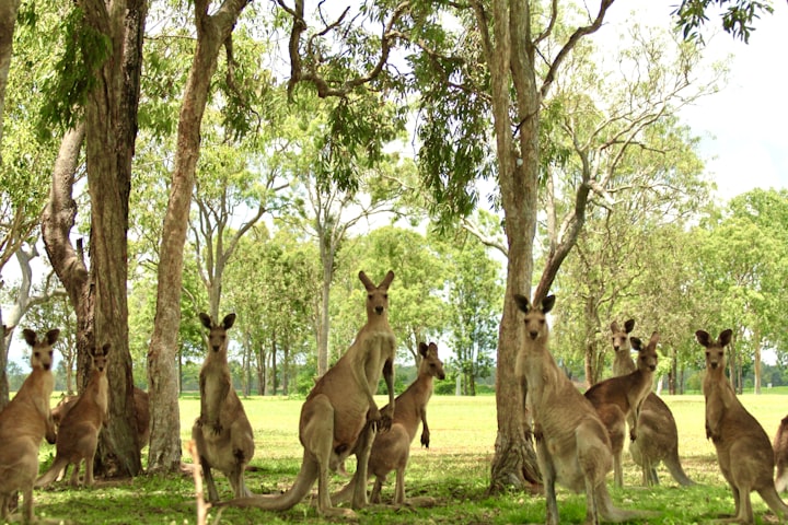 Kangaroos can't fart plus more...